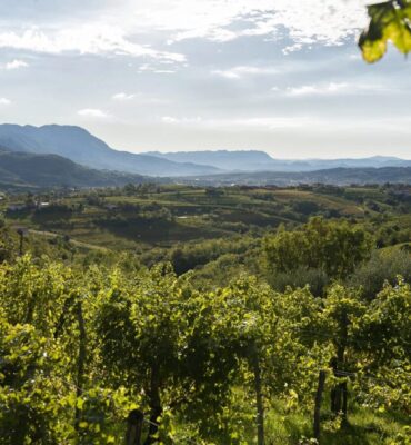 Associazione Produttori Ribolla di Oslavia / Združenje Proizvajalcev Rebule z Oslavja