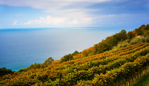 View of vineyard next to the adriatic sea in the Prosecco territory. Trieste