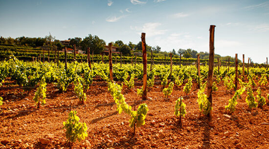 View of italian vineyard in the Trieste Karst at the summer season