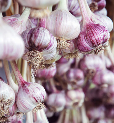 Harvested,Garlic,Hanging,In,Bundles,To,Dry