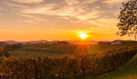 Vineyard landscape at sunset in autumn in the Italian countryside.