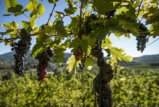 Row of grapevine in backlit with blue sky and ripe bunches on the plant